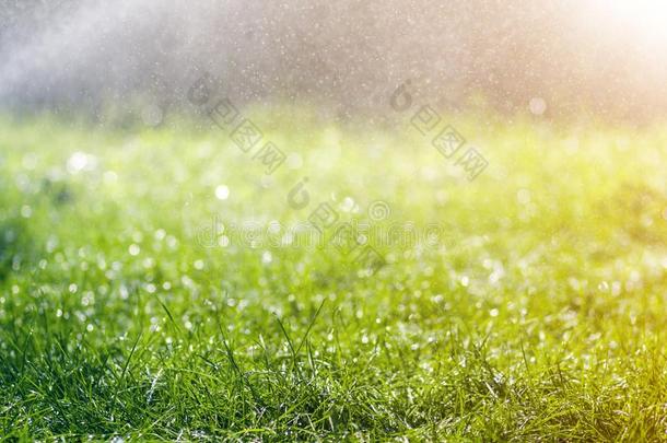 绿色的新鲜的草和落下落下关于早晨雨水.喜修饰者