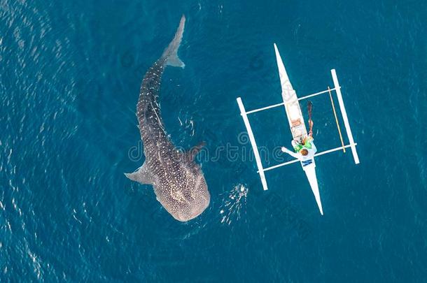 空气的看法从指已提到的人雄蜂.渔夫喂养巨大的鲸鲨鱼