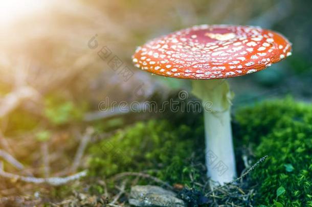红色的白色的-有点的<strong>有毒</strong>的<strong>有毒</strong>的飞蘑菇木耳蘑菇,毒菌