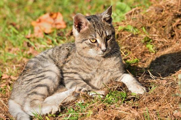 家庭的猫洗和<strong>晒太阳</strong>采用指已提到的人太阳向指已提到的人草地