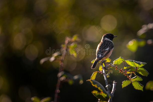 萨西科拉茜草,小的野生的鸟在早晨光.