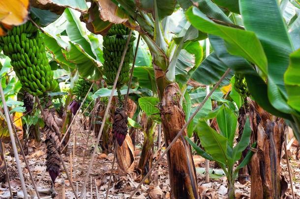 香蕉种植园采用特内里费岛,金丝雀岛,Spa采用.
