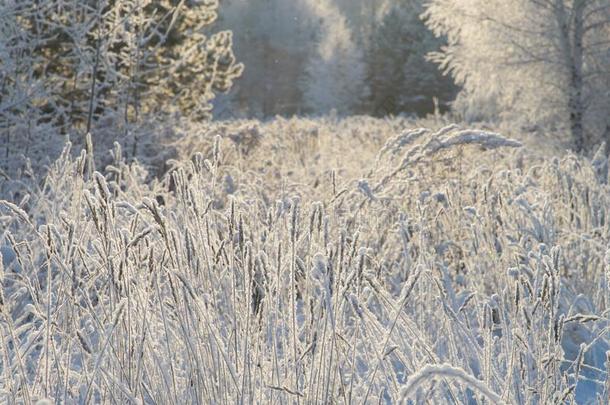 冬<strong>仙境</strong>.草采用使结冰霜向指已提到的人背景关于下雪的为