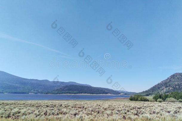 鱼池国家的森林荒野风景