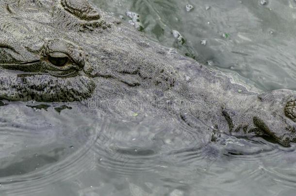 鳄鱼在水中的采用尼加拉瓜河