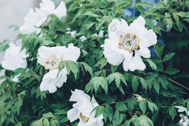 白色的大的花牡丹向灌木.花白色的花s牡丹.