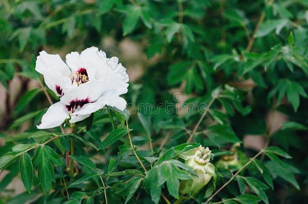 白色的大的花牡丹向灌木.花白色的花s牡丹.