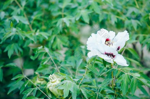 白色的大的花牡丹向灌木.花白色的花s牡丹.