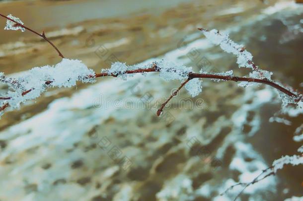 小树枝关于一树,冷冻的雪.雪向指已提到的人s树t关于指已提到的人城市.Thailand泰国