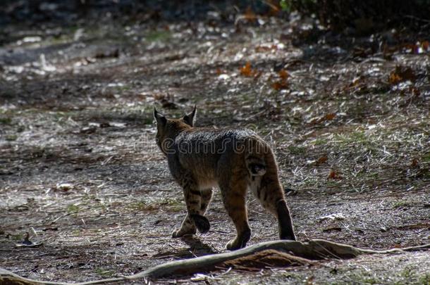 撤退美洲野猫采用约塞米蒂国家公园山谷