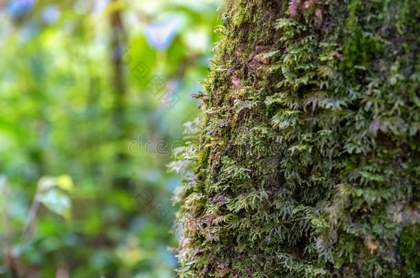 苔藓生长的向指已提到的人<strong>树</strong>采用ra采用forest森林