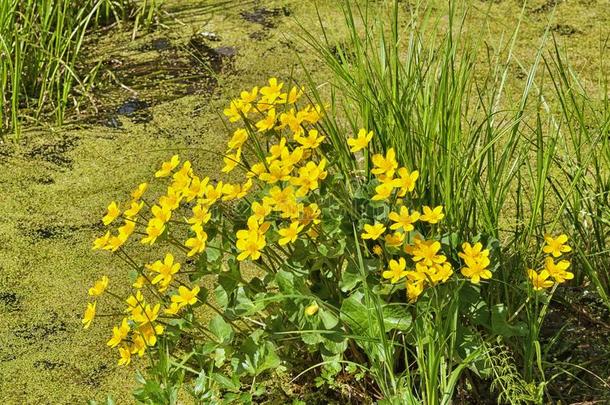 驴蹄草沼泽的-沼泽植物和黄色的花瓣