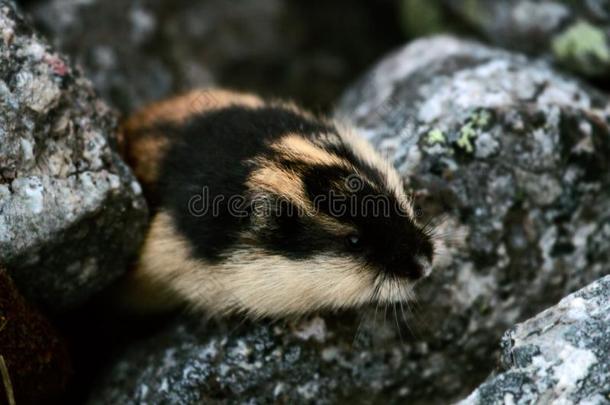 挪威人旅鼠(Lemmus旅鼠)躲<strong>藏经</strong>过指已提到的人岩石