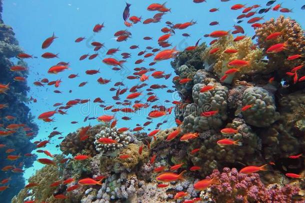 健康的美丽的珊瑚礁和浅滩或红色的珊瑚鱼