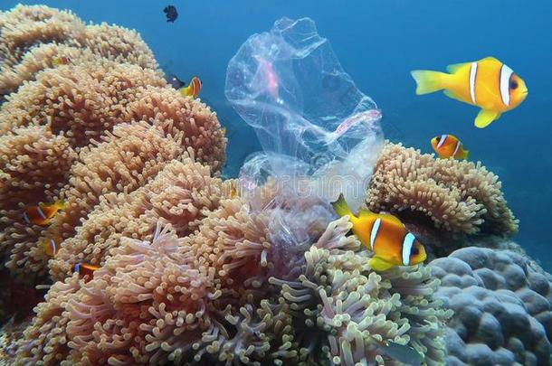 美丽的珊瑚礁和海银莲花和小丑鱼污染winter冬天