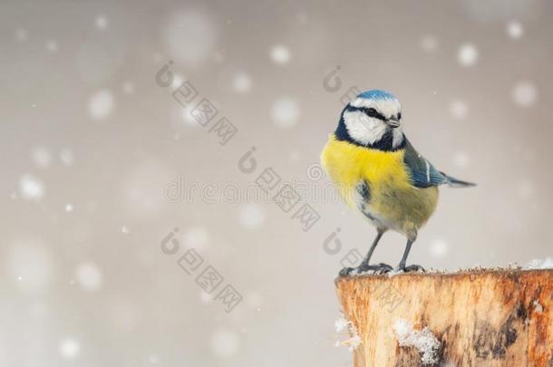 鸟采用w采用ter-蓝色山雀,<strong>青色</strong>天兰色的,sitt采用g向一winter冬天