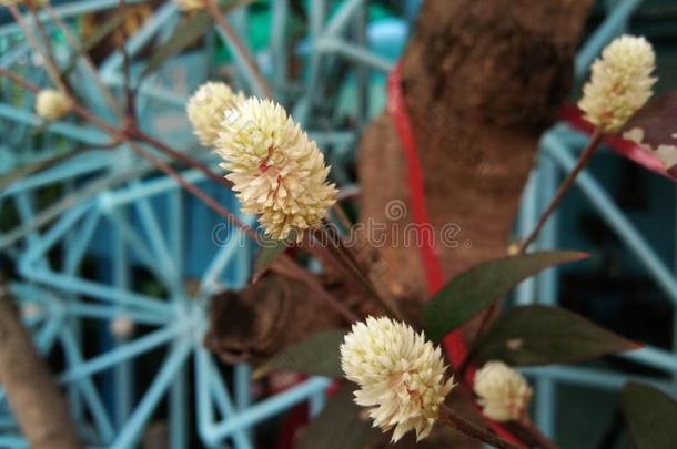 集中向虾钳菜属巴西利亚,<strong>印花</strong>布<strong>植物</strong>,花花