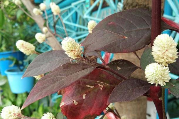 虾钳菜属巴西利亚,<strong>印花</strong>布<strong>植物</strong>,花花,红色的草地