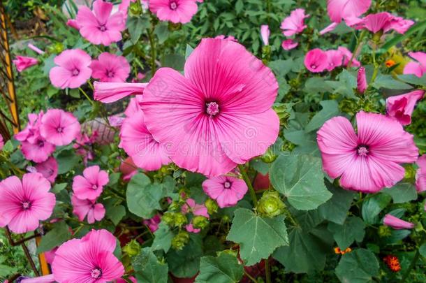 拉瓦特拉.拉瓦特拉特里梅斯特里斯.微妙的花.粉红色的花.英语字母表的第2个字母