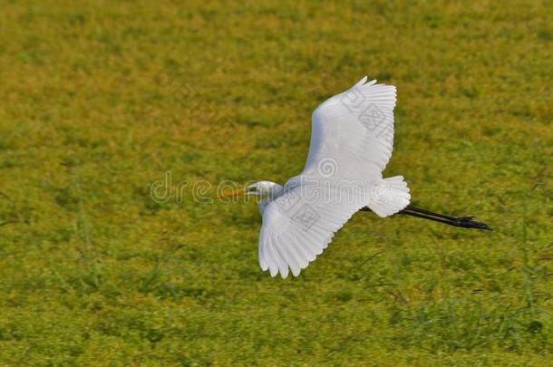 伟大的白色的白鹭飞行的越过向指已提到的人草地