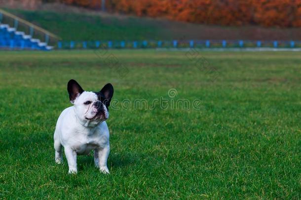 狗产法国的斗牛犬