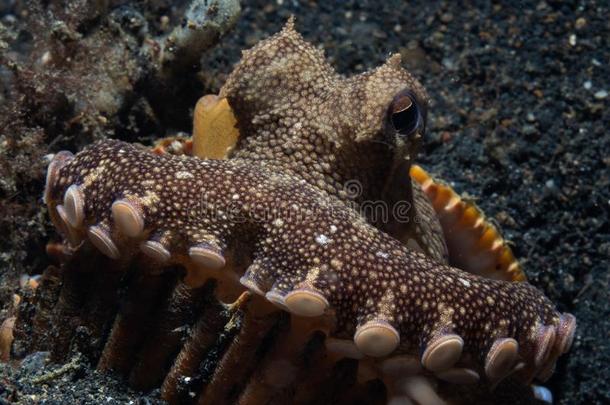 椰子章鱼,Amphi章鱼有边缘的.勒姆贝,印尼