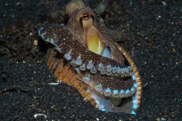 椰子章鱼,Amphi章鱼有边缘的.勒姆贝,印尼