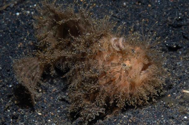 多毛的襞鱼科,触角纹状体.黑的沙,勒姆贝
