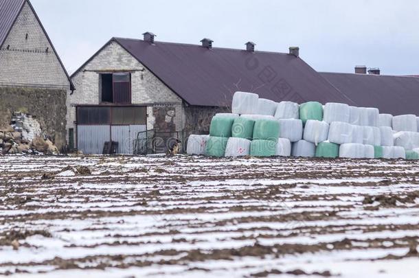 一一点关于雪向适于耕种的陆地.牛奶场牲口棚.