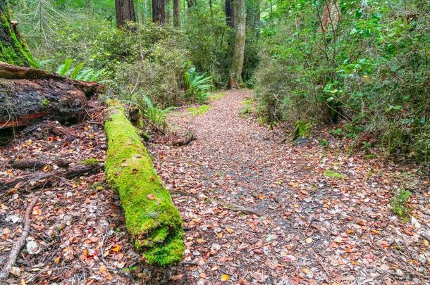 步行小路采用新的西兰岛山毛榉森林