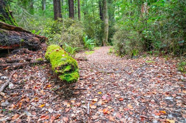 步行小路采用新的西兰岛山毛榉森林