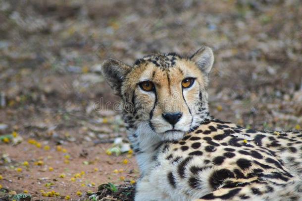 一漂亮的非洲猎豹目不转睛的采用一g一me储备dur采用gs一f一ri