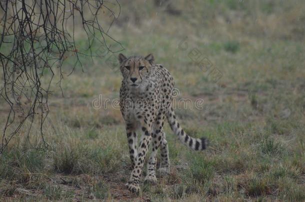 一漂亮的年幼的非洲猎豹在的时候我们的游猎采用一n一ture储备采用这样