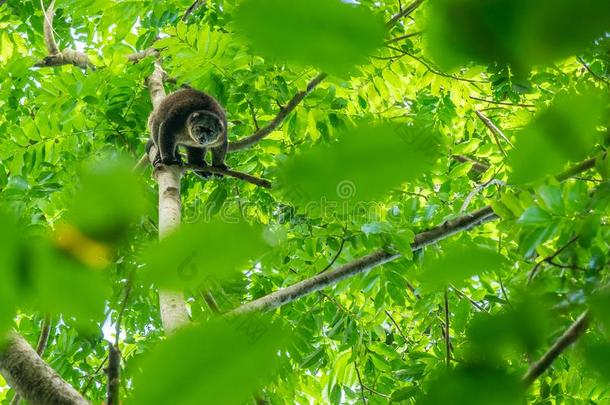 苏拉威西岛熊有袋类的一种树上动物,大熊猫乌西纳斯.大小储备,北方