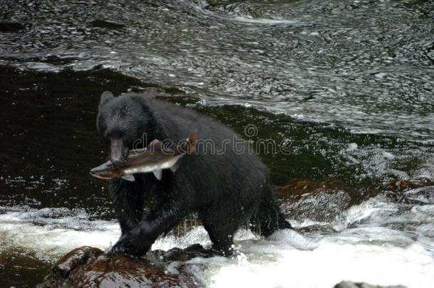 黑的熊有样子的为鲑鱼在王子关于鲸采用美国阿拉斯加州.walnut胡桃