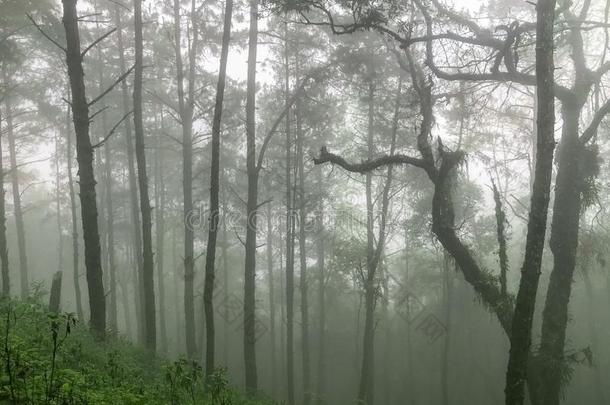 松树树和重的雾在恰恰显微镜下聚集指数,Thail和