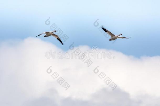 二重唱关于雪goose的复数形式飞行的高的采用指已提到的人多云的天
