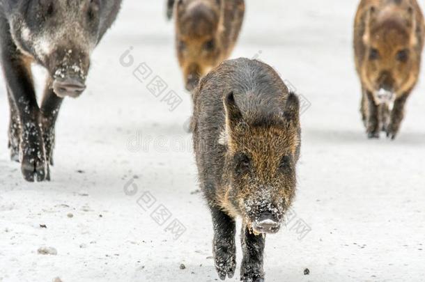 野生的公猪<strong>跑步</strong>直的在前面和一清楚的步