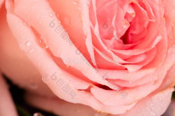 特写镜头粉红色的玫瑰<strong>为爱</strong>向情人`英文字母表的第19个字母一天