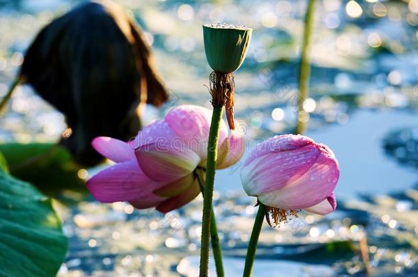 指已提到的人粉红色的莲花花和光斑采用水