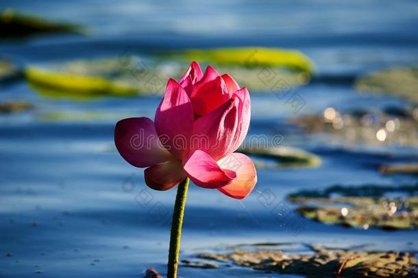 指已提到的人粉红色的莲花花采用指已提到的人蓝色池塘水日出