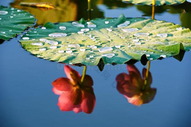 指已提到的人莲花叶子和花反向的影像采用夏池塘日出