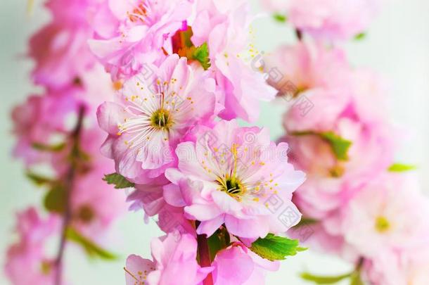 粉红色的花关于日本人樱桃向一光b一ckground_
