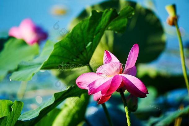 指已提到的人莲花花在早晨采用湖