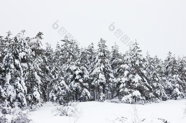 冬松树森林,自然的背景