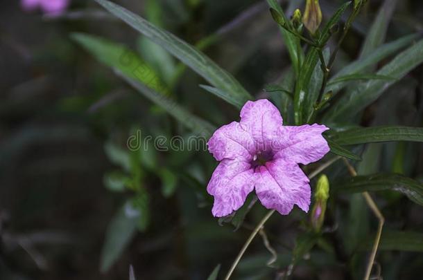 粉红色的花或卢莉娅四角形芬齐库福德采用花园