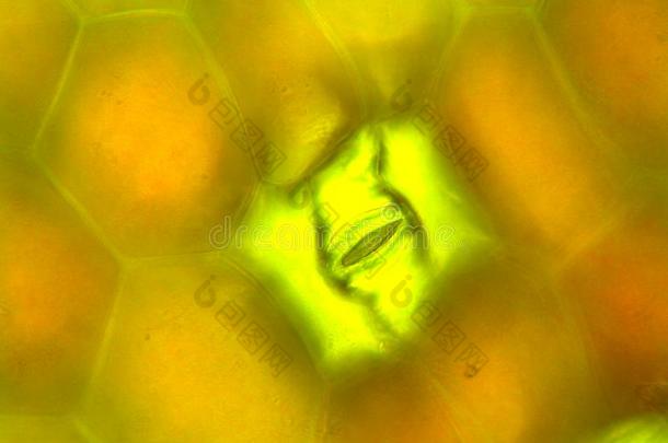 显微镜的照片关于在下面面关于吊竹梅翻车机叶子对有把握