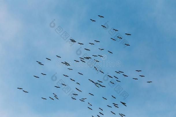 白俄罗斯.兽群关于普通的鹤或欧亚的鹤飞行的采用太阳