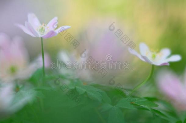 野生的白色的春季花,木材银莲花内梅罗萨