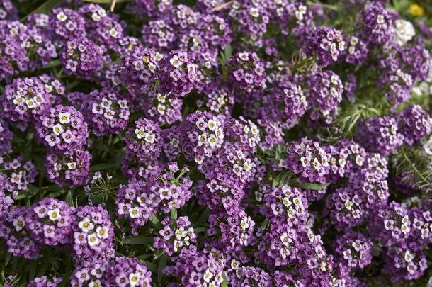 半边莲属玛丽蒂玛紫色的花